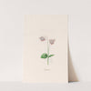 Cÿclaminis. [Cyclamen] (1692) by Magdelena Rosina Funck