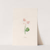 Cÿclaminis. [Cyclamen] (1692) by Magdelena Rosina Funck