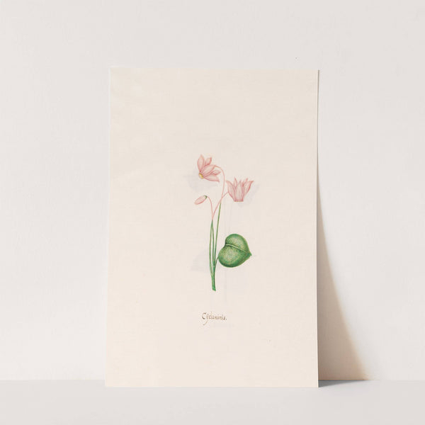 Cÿclaminis. [Cyclamen] (1692) by Magdelena Rosina Funck