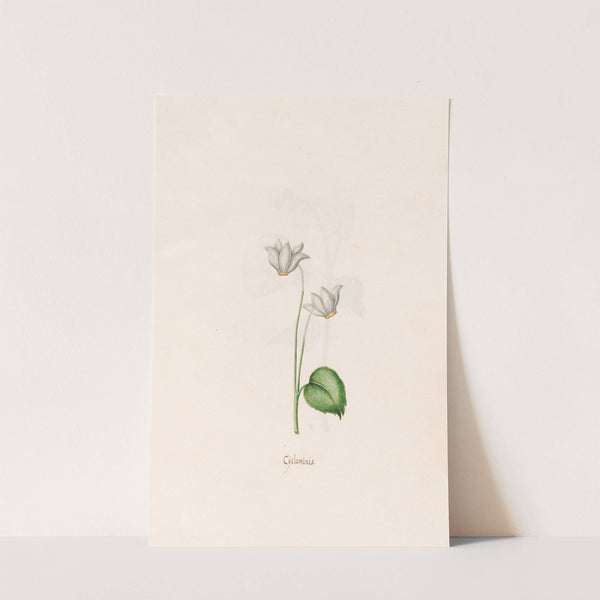 Cÿclaminis. [Cyclamen] (1692) by Magdelena Rosina Funck