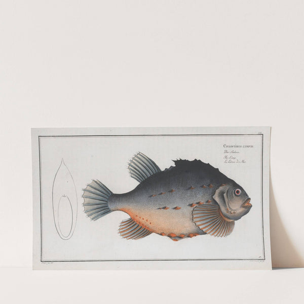 Cycloterus lumpus, The Lump. (1785-1797) by Marcus Elieser Bloch