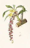 Cycnoches Egertonianum