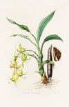 Cycnoches Ventricosum