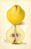 Cydonia oblonga: Champion