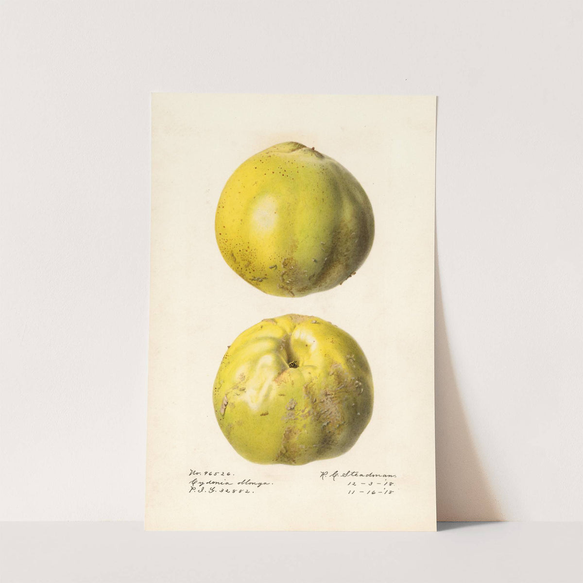 Cydonia oblonga: Cydonia oblonga by Royal Charles Steadman