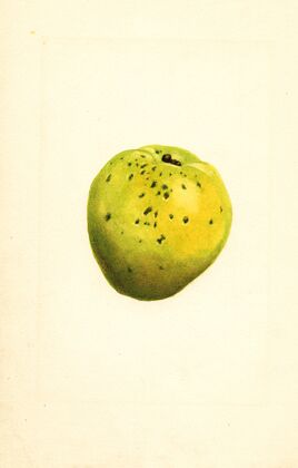 Cydonia oblonga