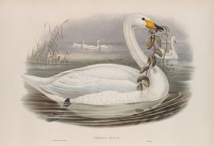 Cygnus ferus. Wild Swan, or Whooper. (1862-1873)