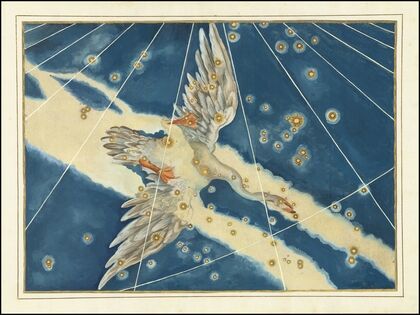 Cygnus (1624)