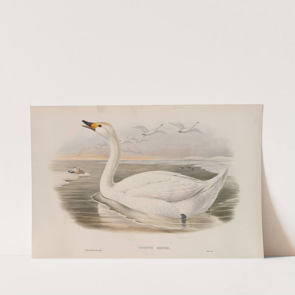 Cygnus minor. Bewick’s Swan. (1862-1873) by John Gould