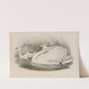 Cygnus olor. Mute Swan. (1862-1873) by John Gould
