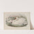 Cygnus olor. Mute Swan. (1862-1873) by John Gould