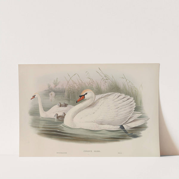 Cygnus olor. Mute Swan. (1862-1873) by John Gould