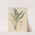 Cymbidium lancifolium by William Jackson Hooker