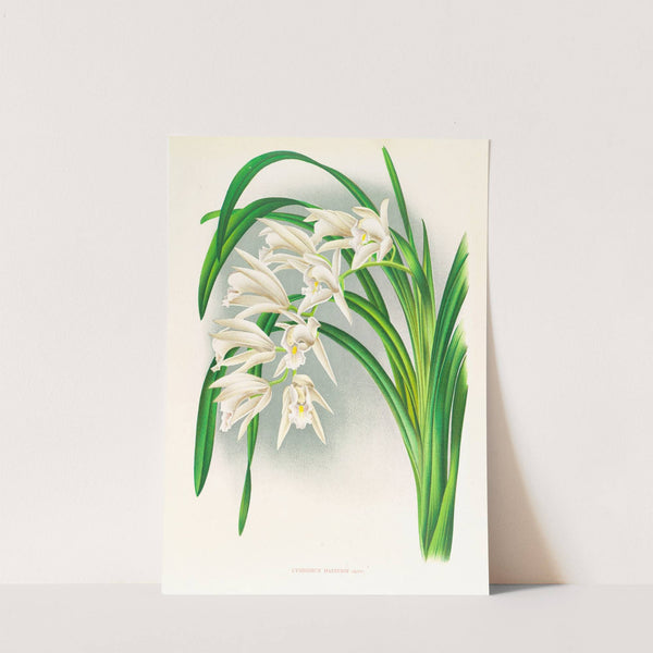 Cymbidium mastersi by Jean Jules Linden