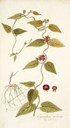 Cynanchum carolinense