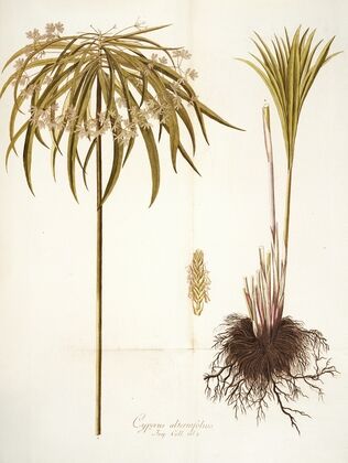 Cyperus alternifolius