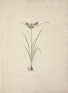 Cyperus esculentus L. (Tiger Nut)