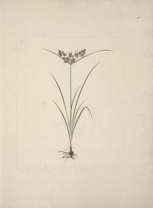 Cyperus esculentus L. (Tiger Nut)