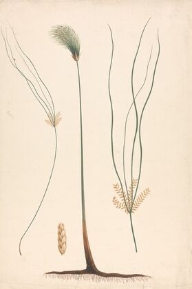 Cyperus papyrus L. (Papyrus Sedge)