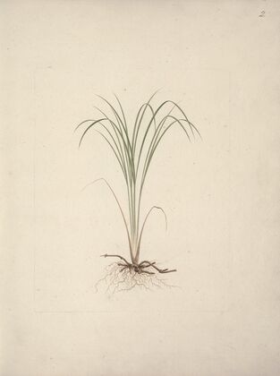 Cyperus species 1