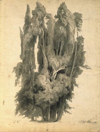 Cypresses in the Park at Villa d’Este in Tivoli