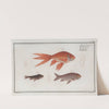Cyprinus Auratus var., The Gold-Fish. by Marcus Elieser Bloch