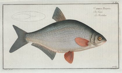 Cyprinus Blicca, The Blicca.