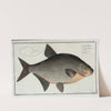 Cyprinus Brama, The Bream. by Marcus Elieser Bloch