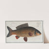 Cyprinus Carpio, The Carp. (1785-1797) by Marcus Elieser Bloch