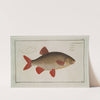 Cyprinus Erythrophthalmus [Erythrophtalmus], The Rud. by Marcus Elieser Bloch