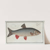 Cyprinus Idus, The Idus-Carp. (1785-1797) by Marcus Elieser Bloch