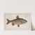 Cyprinus Rutilus, The Roach. by Marcus Elieser Bloch