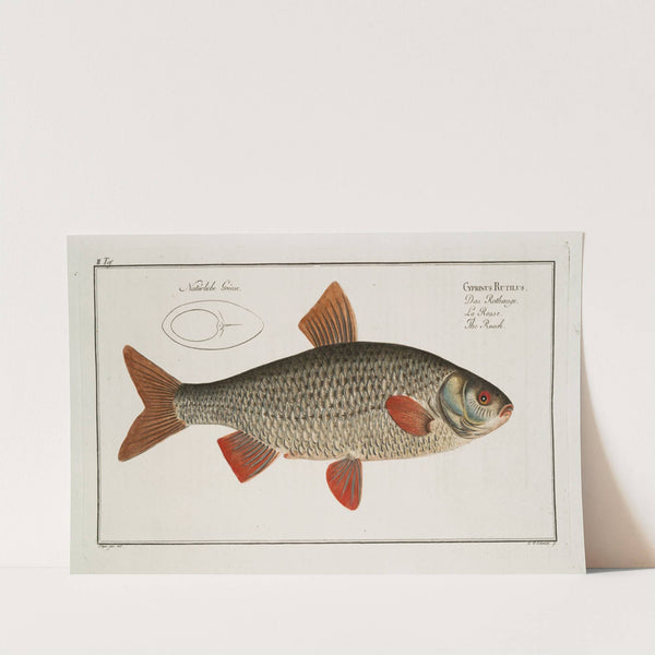 Cyprinus Rutilus, The Roach. by Marcus Elieser Bloch