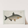 Cyprinus Vimba, The Vimba. by Marcus Elieser Bloch