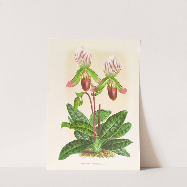 Cypripedium callosum by Jean Jules Linden