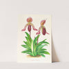 Cypripedium fraseri (1885-1906) by Jean Jules Linden