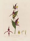 Cypripedium, Ladies Slipper (1799–1810)