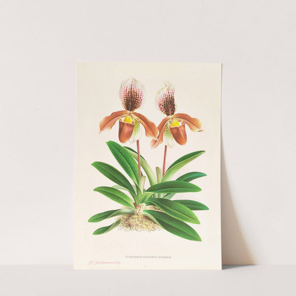 Cypripedium oenanthum superbum by Jean Jules Linden