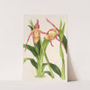 Cypripedium Roezli by Charles Antoine Lemaire