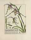 Cypripedium roezlii