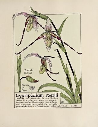 Cypripedium roezlii