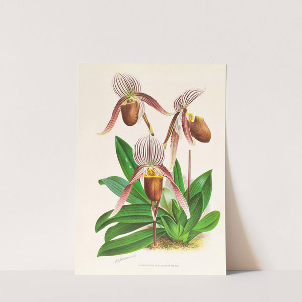 Cypripedium selligerum majus by Jean Jules Linden