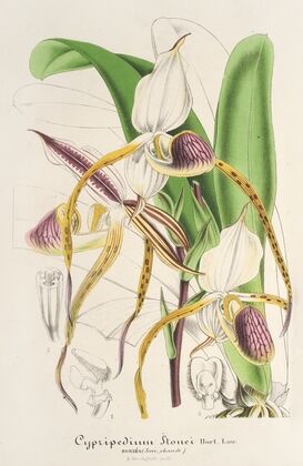 Cypripedium Stonei