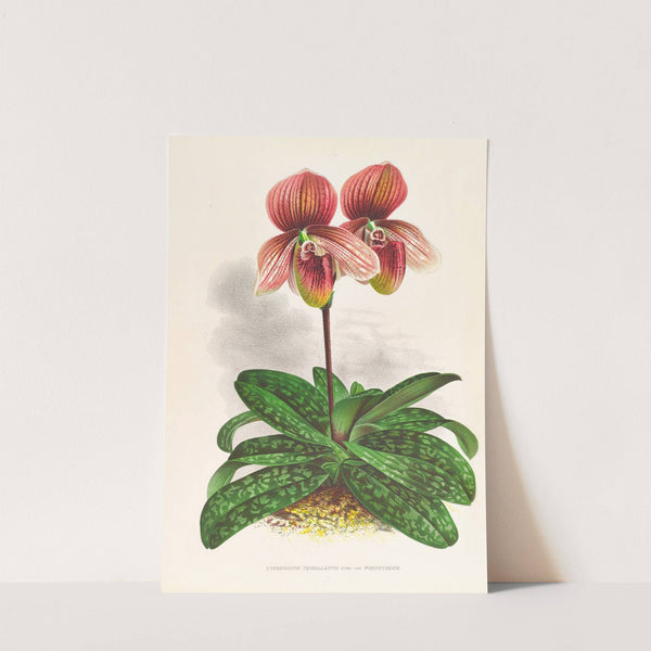 Cypripedium tessellatum by Jean Jules Linden