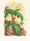 Cypripedium tonkinense