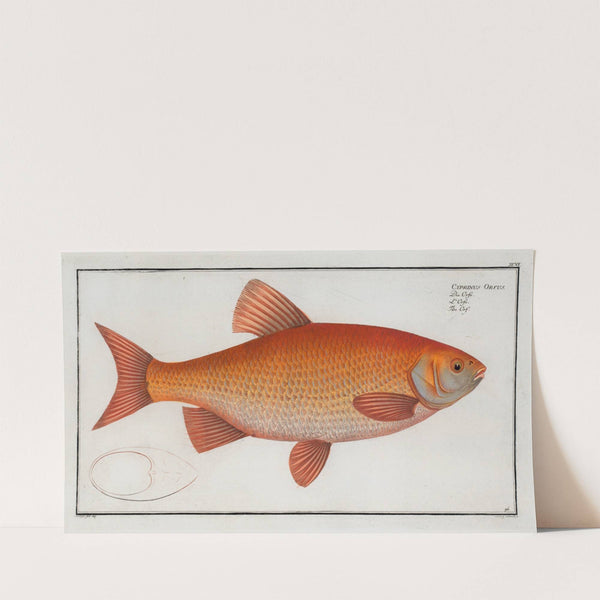 Cyprnus Orfus, The Orf. (1785-1797) by Marcus Elieser Bloch