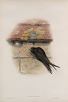 Cypselus apus. Swift. (1862-1873)