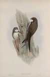 Cypselus melba. Alpine Swift. (1862-1873)