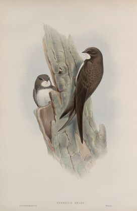 Cypselus melba. Alpine Swift. (1862-1873)