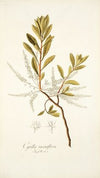 Cyrilla racemiflora